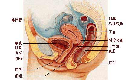 女性生理图谱