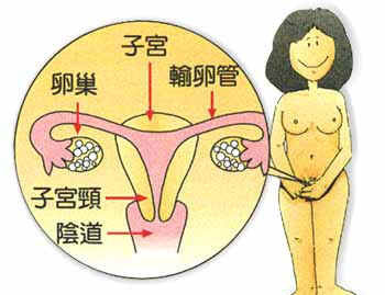 女性生理图谱