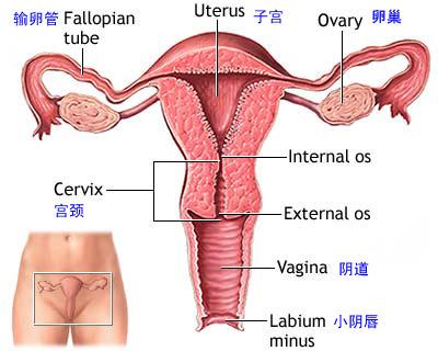 宫颈炎的发病原因有哪些？