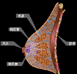 乳腺癌彩超检查