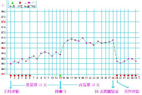 女性排卵期正常基础体温
