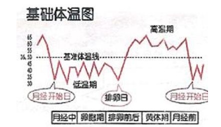 女性排卵期体温表